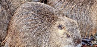 What factors determine the quality of nutria fur? Commercial properties of unprocessed nutria skins