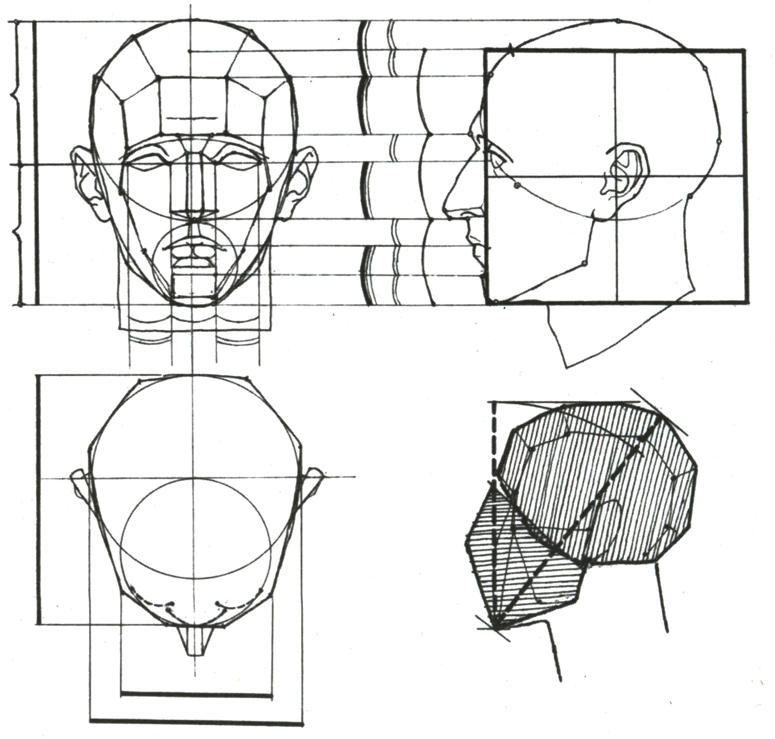 Николай ли основы академического рисунка пропорции головы
